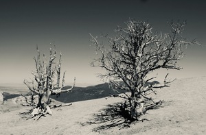 Bristlecone Bones Black and White