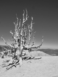 Cedar Breaks Black and White Lone Bristlecone