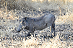 Pumba Posing