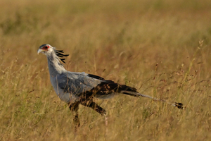 Secretary Bird