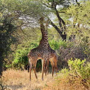 Stereo Giraffes