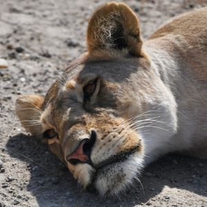 The Struggle is Real Lion