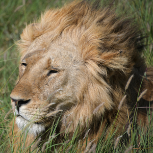 The Struggle is Real Male Lion