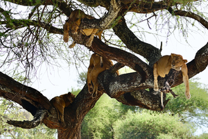 Tree Full of Lions 1
