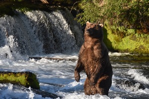 Dominant Grizzly Stands His Ground
