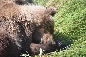 Cute Cub Dreaming of Salmon