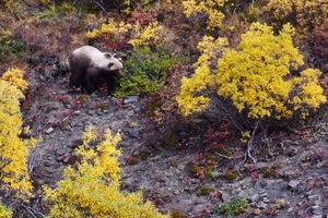 Grizzly in Fall Foliage Denali Close