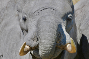 Young Elephant Head On