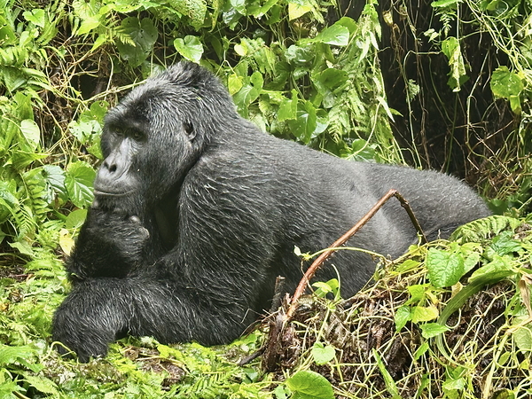 Silverback Thinker Print