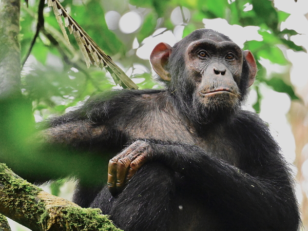 Contemplative Chimpanzee Print