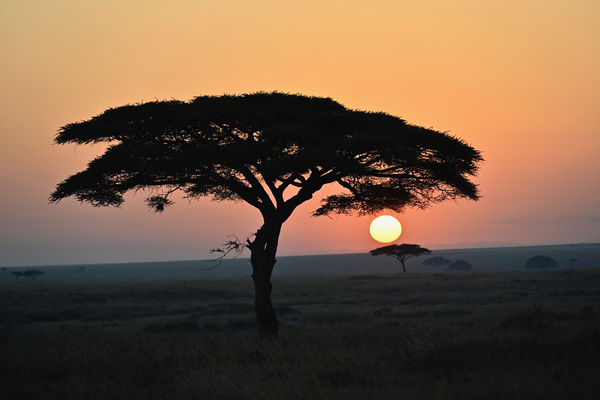 Acacia Sunrise by Tom Fritz