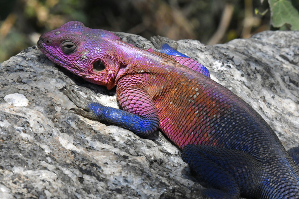 Agama Lizard by Tom Fritz