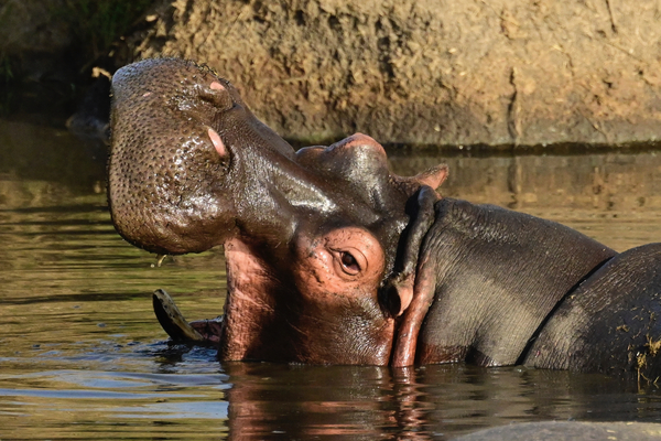 Baba Hippo Smiling by Tom Fritz