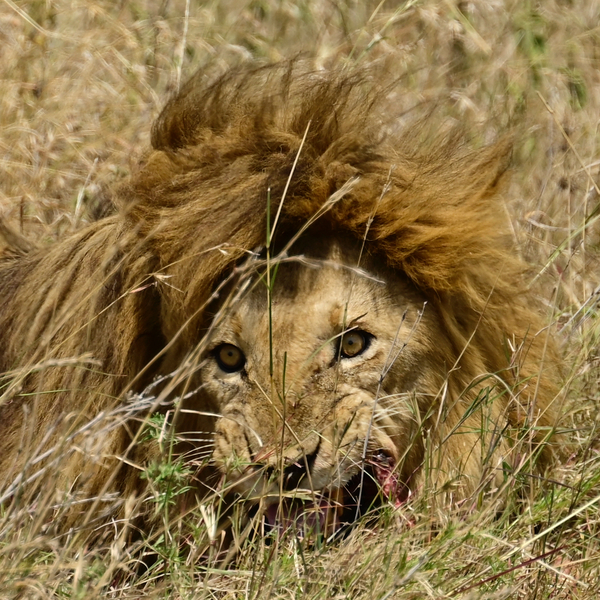 Baba Simba Eating Print