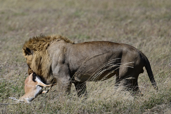 Baba Simba with Antelope Print