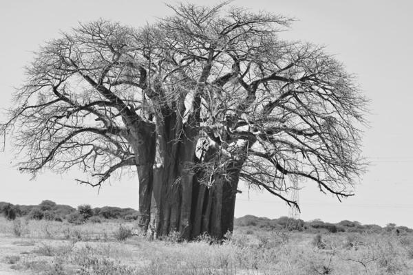 Baobab Tree BW by Tom Fritz