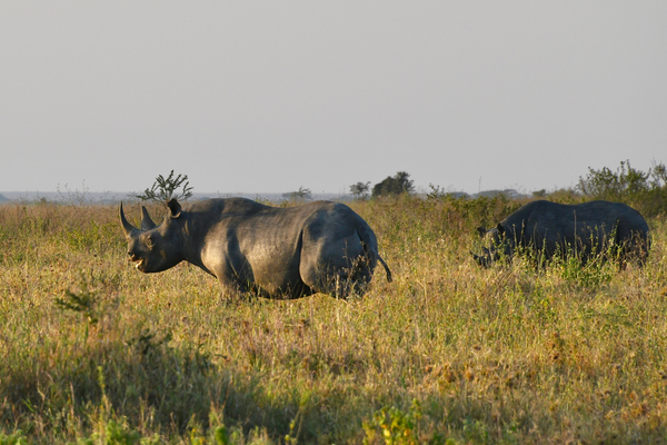 Black Rhino Couple by Tom Fritz