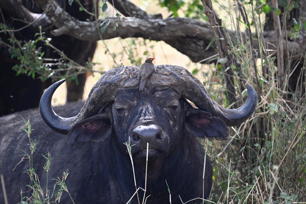Cape Buffalo 1 Print