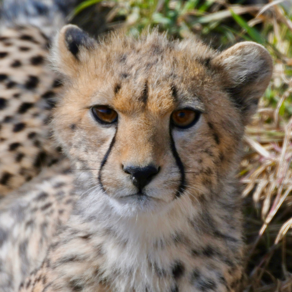 Cheatah Cub by Tom Fritz