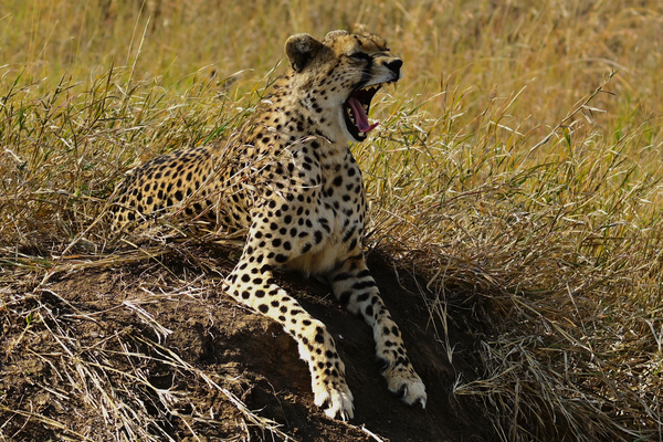 Cheatah Yawn Print
