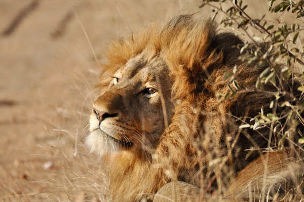 Regal Lion in Morning Sun by Tom Fritz