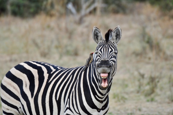Funny Zebra by Tom Fritz