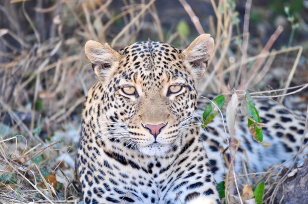 Leopard - Master of my Domain by Tom Fritz