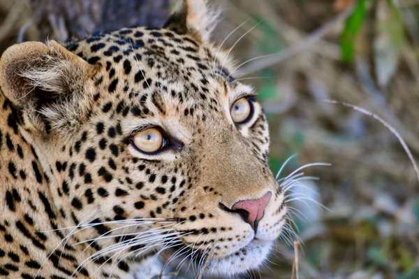 Lovely Leopard Print