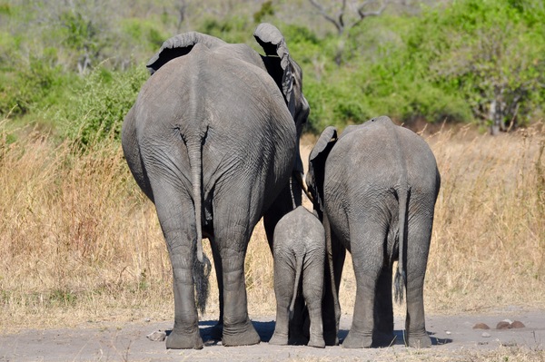 Elephant Generations Print