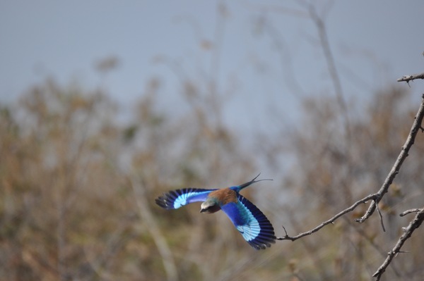Diving Lilac Breasted Roller Print
