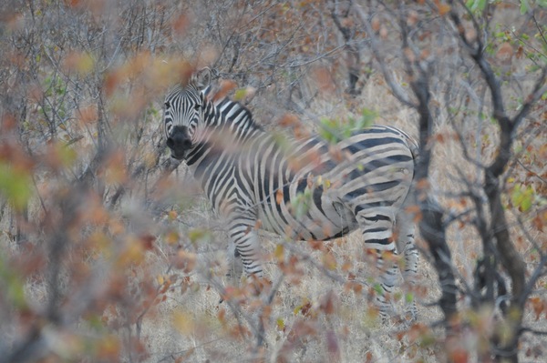 Zebra Ghost Print