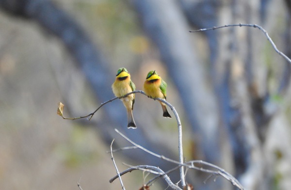 Swallow Tailed Bee Eater Couple Print
