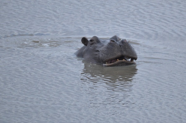 Mischievous Hippo by Tom Fritz