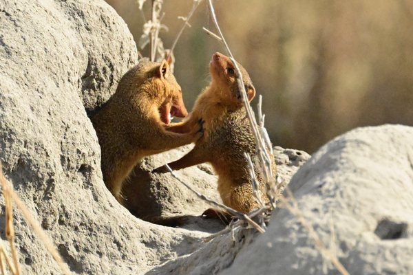 Dwarf Mongoose Print