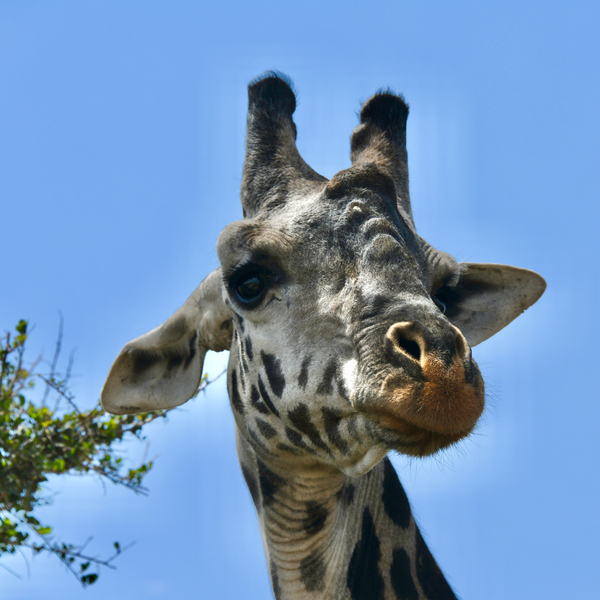 Giraffe Close Up Print