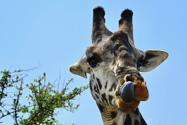 Giraffe Up High by Tom Fritz