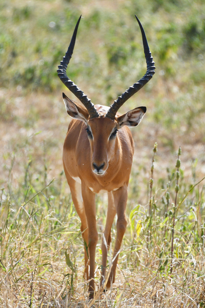 Handsome Impalla by Tom Fritz