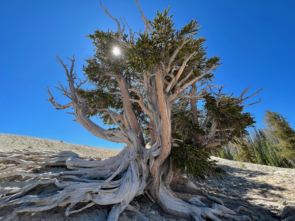 Bristlecone Silhouette by Tom Fritz