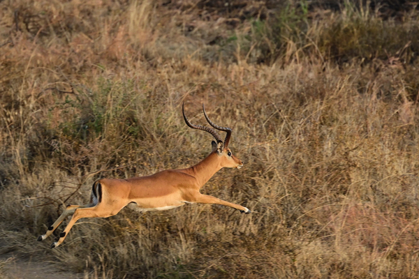 Leaping Impala by Tom Fritz