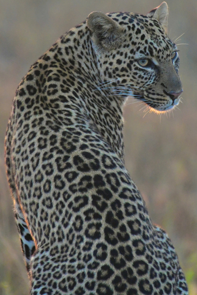 Leopard Portrait by Tom Fritz