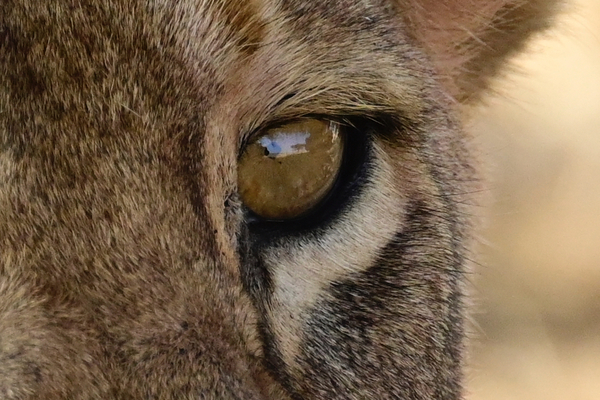 Lion eye close up by Tom Fritz