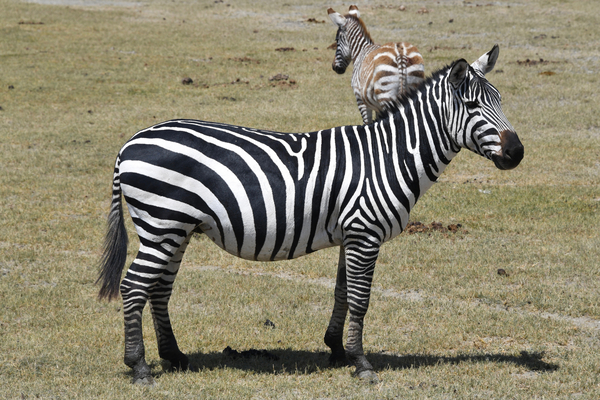 Mom and Baby Zebra by Tom Fritz