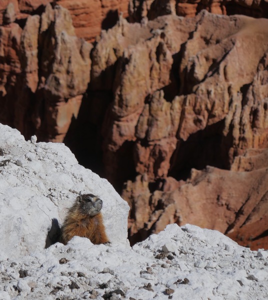 Cedar Breaks Marmot Print