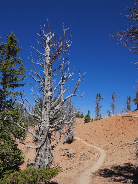 Cedar Breaks Bristlecone Trail by Tom Fritz