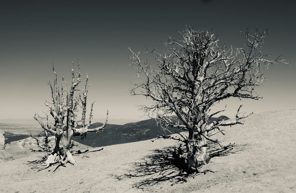 Bristlecone Bones Black and White by Tom Fritz