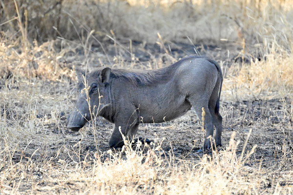 Pumba Posing Print