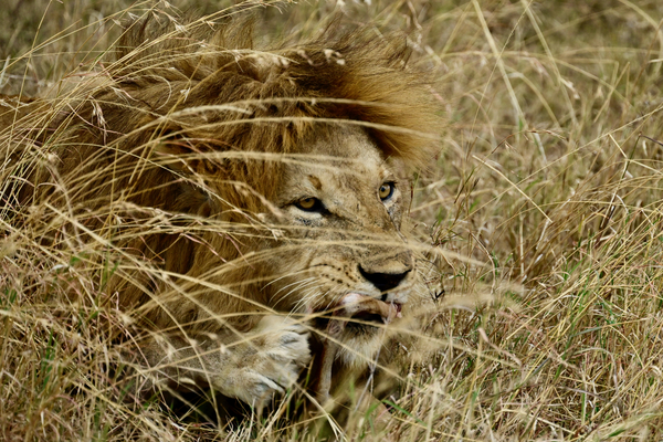 Snacking in the Grass Lion by Tom Fritz