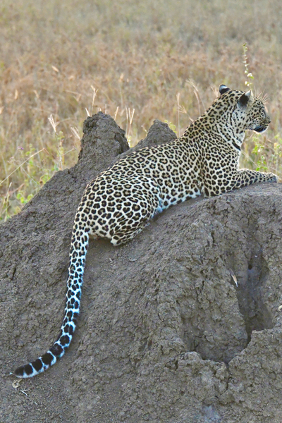 Sunrise Leopard Print