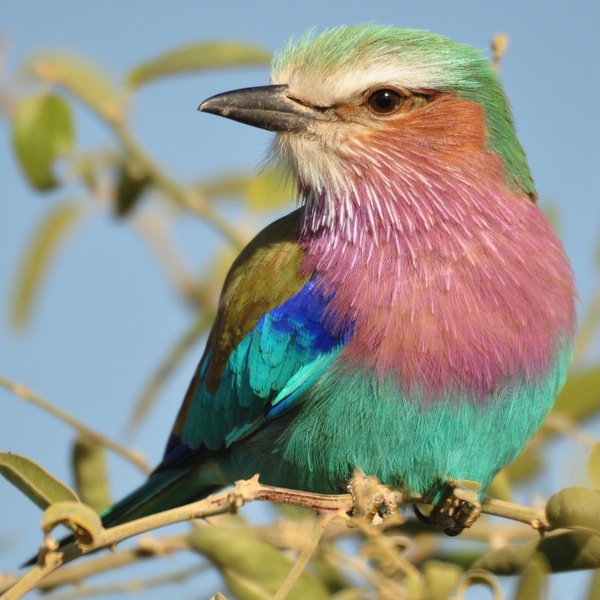 Lilac Breasted Roller Close Up by Tom Fritz