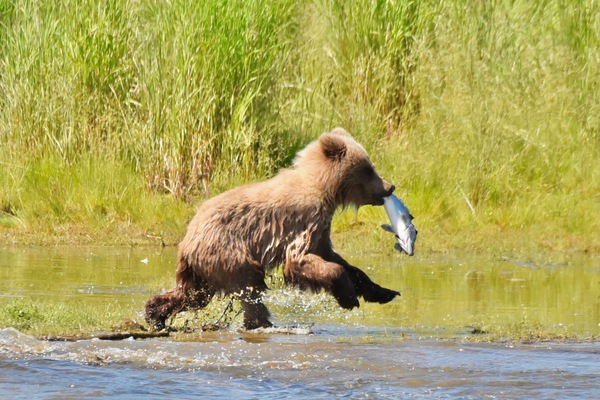 Frisky Grizzly Cub by Tom Fritz
